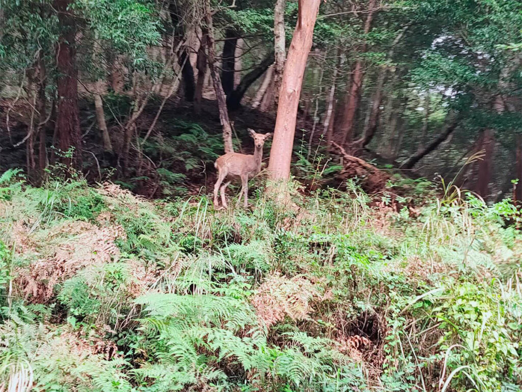 鹿に遭遇！！！